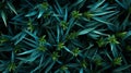 Seamless Texture Of Blue Grama Grass For Landscape Design