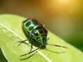 Black and green bug on a leaf with light Royalty Free Stock Photo