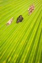 Black-green butterfly on the green palm tree leaf Royalty Free Stock Photo