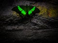 A black and green butterfly landed on a rock taking pictures in Prague in a papilion Royalty Free Stock Photo