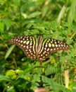 black-green butterfly perched on a wild tree branch Royalty Free Stock Photo