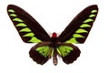 Black and green butterfly Trogonoptera brookiana Royalty Free Stock Photo