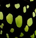 Black and green butterfly wing Royalty Free Stock Photo