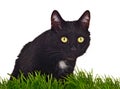 Black green-eyed cat behind grass isolated Royalty Free Stock Photo