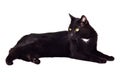 Black green-eyed cat lying isolated