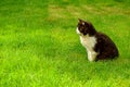 Black with green eyes cat on the green grass Royalty Free Stock Photo