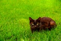 Black with green eyes cat on the green grass Royalty Free Stock Photo