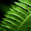 Black And Green Fern Leaf: A Stunning Image Of Organic Contours