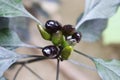 Black and green hot chili pepper plant Royalty Free Stock Photo