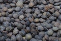 Black and green lentils background Royalty Free Stock Photo