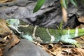 Black and green lizard lying in leaves