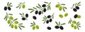 Black and green olives, branch olives with leaves isolated on white background. Vector Royalty Free Stock Photo