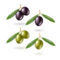 Black Green Olives Branches Leaves Isolated White Royalty Free Stock Photo