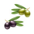 Black Green Olives Branches Leaves Isolated White