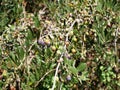 Black and green olives on an olive tree Royalty Free Stock Photo