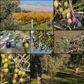 Black and green olives on olive tree Royalty Free Stock Photo