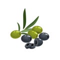 Black and green pitted olives with cuts and leaves in cartoon style. Flat simple design element for packaging, logos and other ol