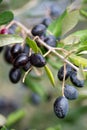 Black and green ripe olives growing on the branch of an olive tree Royalty Free Stock Photo