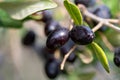 Black and green ripe olives growing on the branch of an olive tree Royalty Free Stock Photo