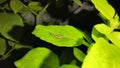 Black and green Sharpshooter Leafhopper on a basil leaf.