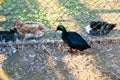 Black duck in the garden