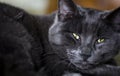 Black and Grey Cat eyes