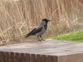 Black and grey crow siting on wooden plank.