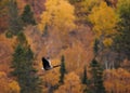 Black and grey goose during its flight with a scenic bluured autumn forest on the background Royalty Free Stock Photo