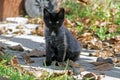 Black-grey kitten between leaves in the yard Royalty Free Stock Photo