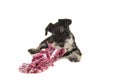 Black and grey mini schnauzer puppy lying on the floor chewing on a pink and white woven rope toy seen from the front Royalty Free Stock Photo