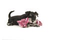 Black and grey mini schnauzer puppy lying on the floor chewing on a pink and white woven rope toy seen from the side Royalty Free Stock Photo
