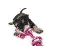 Black and grey mini schnauzer puppy lying on the floor pulling on a pink and white woven rope toy Royalty Free Stock Photo