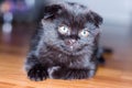 Black&grey scottish kitten