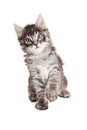 Black and Grey Tabby Kitten Raising Paw Royalty Free Stock Photo