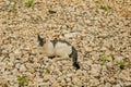 Cat lying On Stones Royalty Free Stock Photo