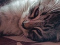 black, grey, white kittens, sleeping sweetly Royalty Free Stock Photo