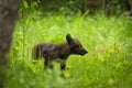 Black Grey Wolf Canis lupus Pup Looks Right Royalty Free Stock Photo