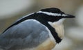 Black, grey, yellow and white small bird