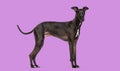 Black greyhound sighthound dog standing on purple background Royalty Free Stock Photo