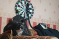 Black groom jacket lying on the sofa and grey cat