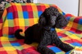 black groomed dog poodle lies on a plaid blanket