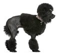 Black groomed Poodle, standing