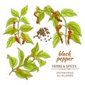 Black ground pepper