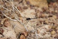 Black ground skimmer, Diplacodes lefebvrii Royalty Free Stock Photo