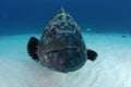 Black Grouper Royalty Free Stock Photo