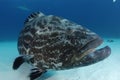 Black Grouper Royalty Free Stock Photo