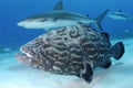 Black Grouper and Caribbean Reef Shark Royalty Free Stock Photo