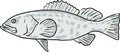 Black Grouper Fish Gulf of Mexico Cartoon Drawing Royalty Free Stock Photo