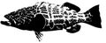 Black grouper - fish vector Royalty Free Stock Photo