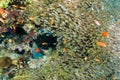 Black grouper and glassfish